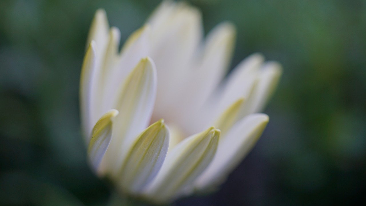 marguerite, flower, blossom